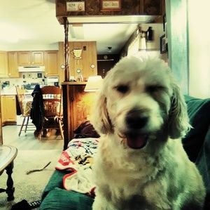 Meet your Posher, Misty